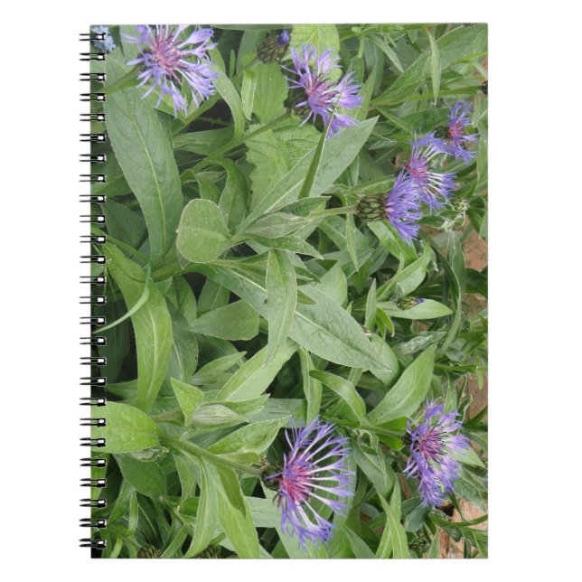 Carnet de Cornflowers (Devant)