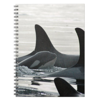 Carnet de famille d'orque