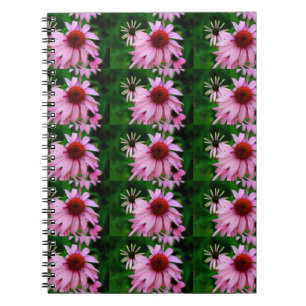 carnet de fleur d'echinacée
