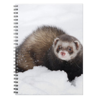 Carnet de furet de Milou
