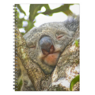 Carnet de koala