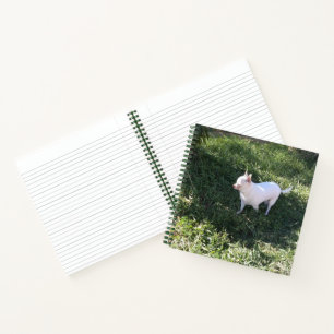 Carnet de la spirale du Chihuahua