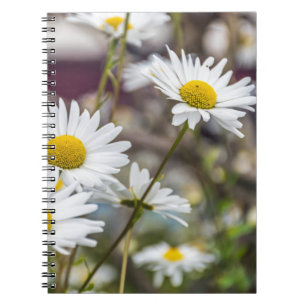 Carnet de marguerites blanches
