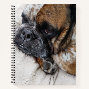 Carnet de notes photo de Bulldog Victorien triste