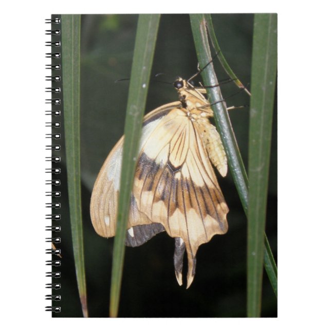 Carnet de papillon (Devant)