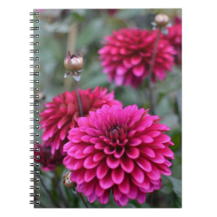 Carnet de photos florales de Dahlia rose