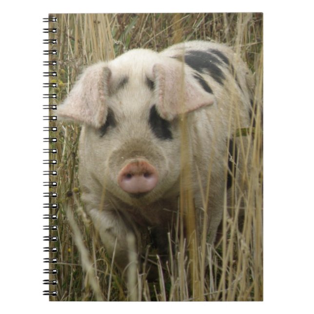 Carnet de porc mignon (Devant)