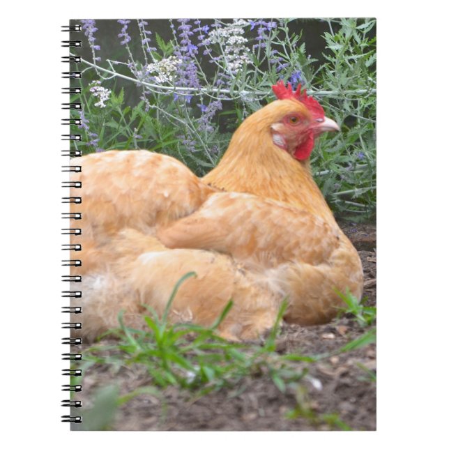 Carnet de poulet (Devant)