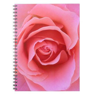 Carnet de rose de rose
