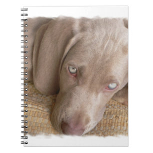 Carnet de sommeil Weimaraner