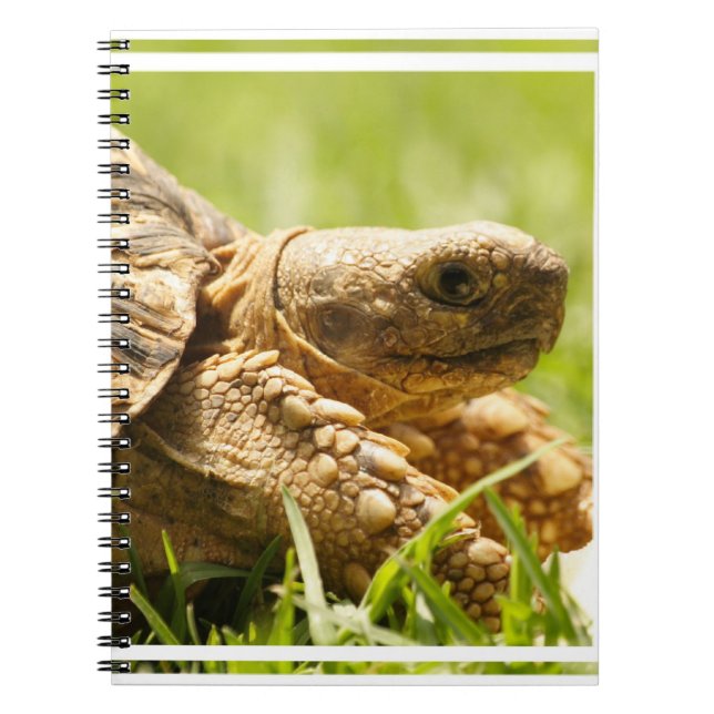 Carnet de tortue (Devant)