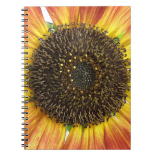 Carnet de tournesol orange