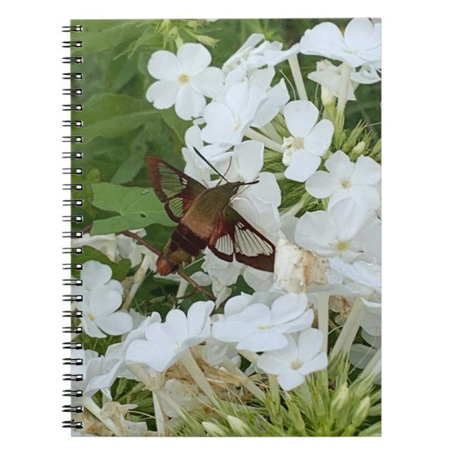 Carnet des colibris (Devant)