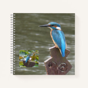 Carnet des martins-pêcheurs (Oiseaux)