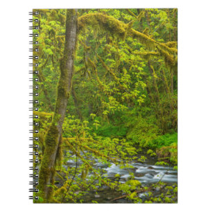 Carnet Des rochers et des arbres moussu bordent Eagle Cre