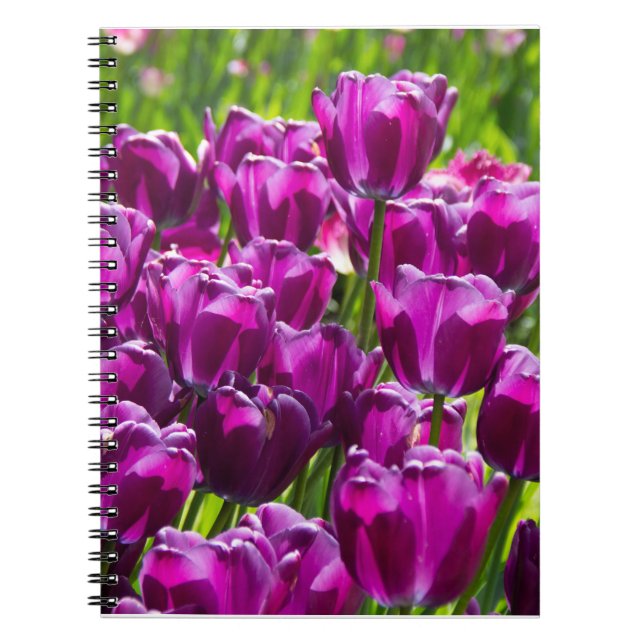 Carnet Des tulipes lilas lumineuses par jour ensoleillé (Devant)
