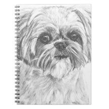 Dessin de Shih Tzu
