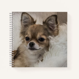 Carnet Détente du Chihuahua gâté