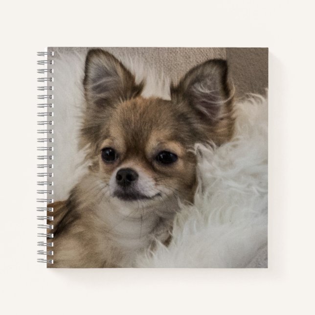 Carnet Détente du Chihuahua gâté (Devant)