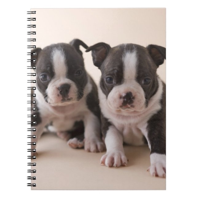 Carnet Deux chiots de Boston Terrier (Devant)