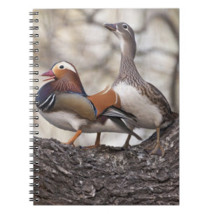 Carnet Deux mâles se disputant une femelle canard mandari