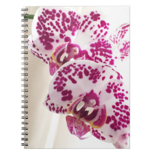 Carnet Deux ont varié les orchidées blanches et pourpre