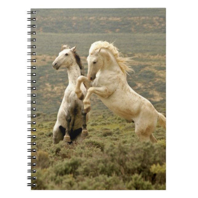 Carnet Deux Stallions sauvages combattent (Devant)