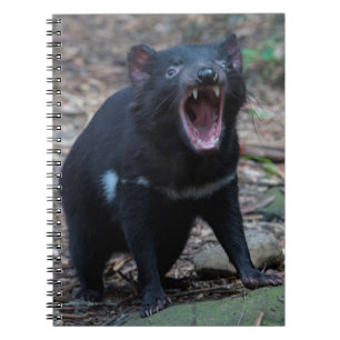 Carnet Diable de Tasmanie