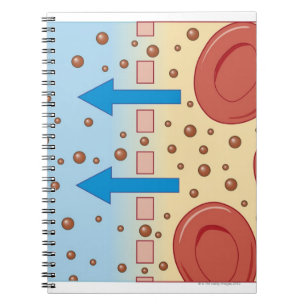 Carnet Dialyse rénale
