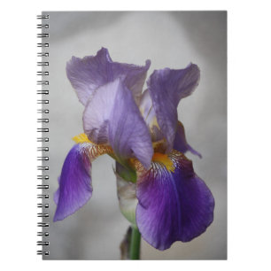 Carnet d'iris à barbe violet