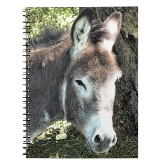 CARNET DONKEY (Devant)