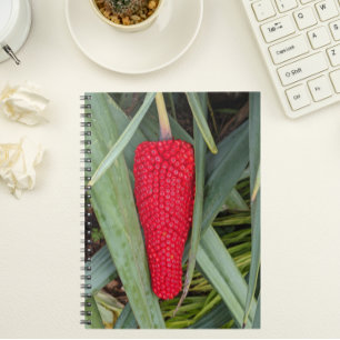 Carnet Dragon Lily Red Seed Head