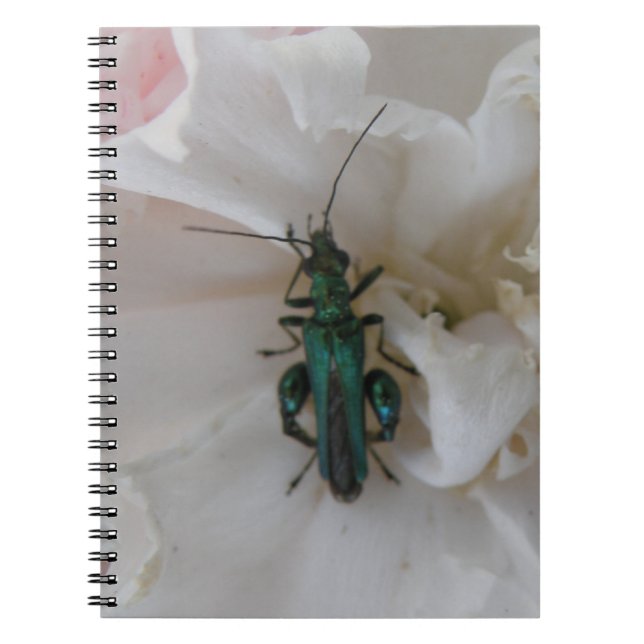 Carnet du dendroctone du fleur (Devant)