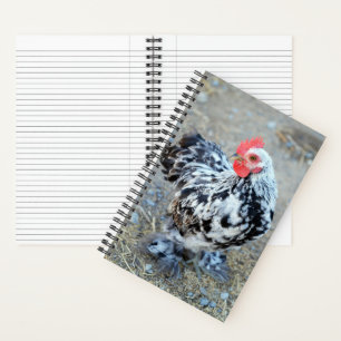 Carnet du Journal du poulet Bantam Cochin en boute