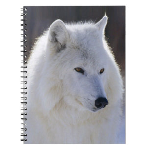 Carnet du loup blanc arctique