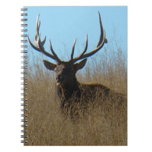 Carnet E26 Élan mâle allongé dans les mauvaises herbes
