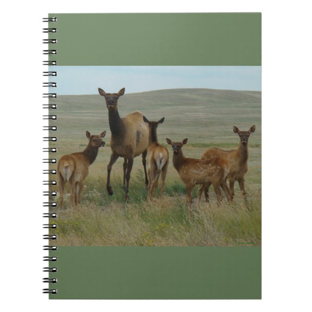 Carnet E44 Elcs et veaux de vache (Devant)
