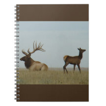 E5 Bull Elk et Yearling