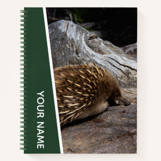 Carnet Echidna Australie mignon animal, vert