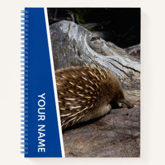 Carnet Échidné Australie Animal Mignon et Piquant, Bleu