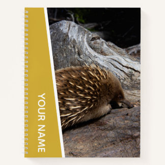 Carnet Échidné Australie Animal Mignon et Piquant, Or