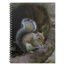 Carnet écureuil