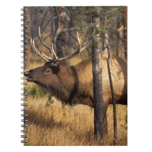 Carnet élan, Cervus elaphus, taureau claironne dans un br