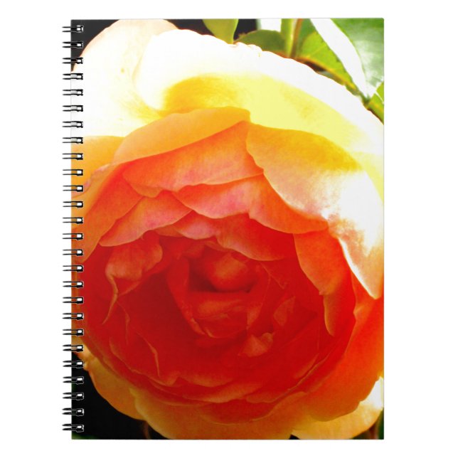 Carnet Elégante pêche jaune rose floral d'abricot rouge (Devant)