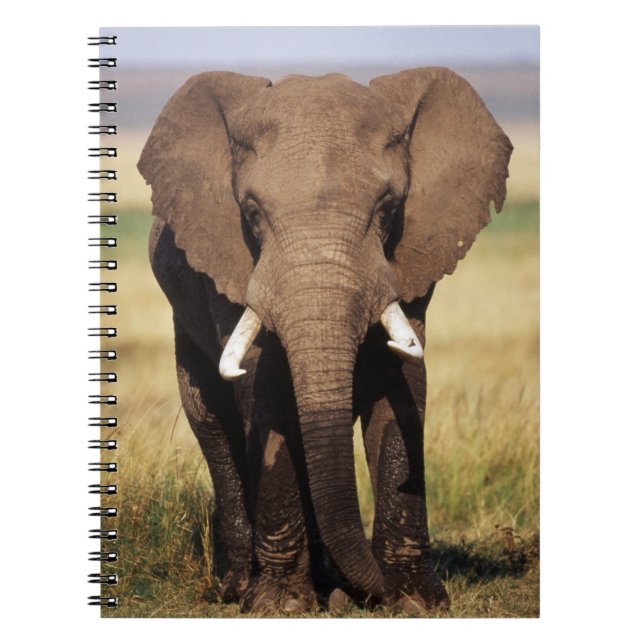 Carnet Eléphant de Bush en Afrique (Devant)