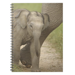 Carnet Éléphant indien / asiatique et jeune, Corbett 2