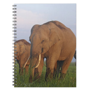 Carnet Éléphants indiens dans la prairie