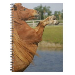 Carnet Élevage miniature de cheval