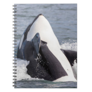 Carnet Épaulard faisant une brèche