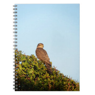 Carnet Épervier